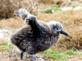 Laysan Albatross