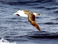 Laysan Albatross