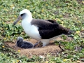 Laysan Albatross