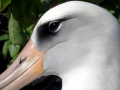 Laysan Albatross