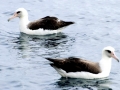 Laysan Albatross