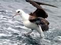 Laysan Albatross