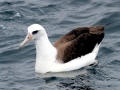 Laysan Albatross