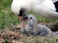 Laysan Albatross