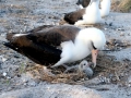 Laysan Albatross