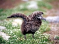 Laysan Albatross