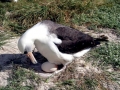 Laysan Albatross