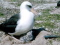 Laysan Albatross