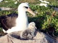 Laysan Albatross