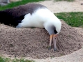 Laysan Albatross