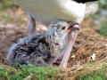 Laysan Albatross
