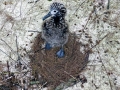 Laysan Albatross