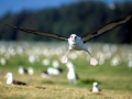 Laysan Albatross