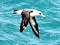 Laysan Albatross