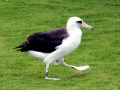 Laysan Albatross