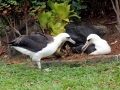 Laysan Albatross