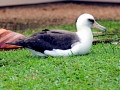 Laysan Albatross