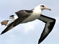 Laysan Albatross