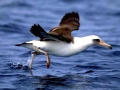 Laysan Albatross