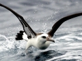Laysan Albatross