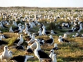 Laysan Albatross