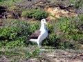 Laysan Albatross