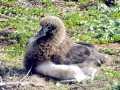 Laysan Albatross