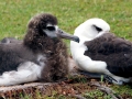 Laysan Albatross
