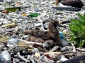 Laysan Albatross