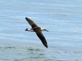 Laysan Albatross