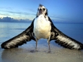 Laysan Albatross