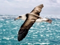 Laysan Albatross