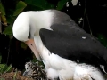 Laysan Albatross