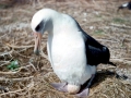 Laysan Albatross