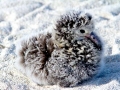 Laysan Albatross