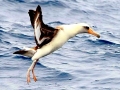 Laysan Albatross