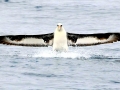 Laysan Albatross