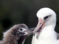 Laysan Albatross