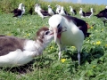 Laysan Albatross