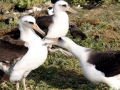Laysan Albatross