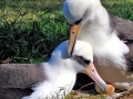 Laysan Albatross