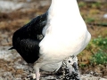 Laysan Albatross