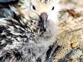 Laysan Albatross
