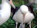 Laysan Albatross