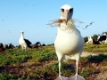 Laysan Albatross