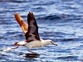 Laysan Albatross
