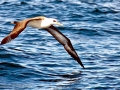 Laysan Albatross