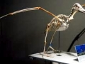 Laysan Albatross
