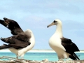 Laysan Albatross
