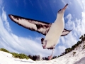 Laysan Albatross